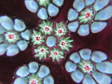 Load image into Gallery viewer, 1970s Perthshire Paperweight Millefiori Star Shaped Clusters Purple Ground PP10
