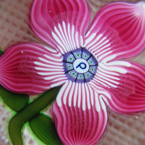 1970s Pertshire Paperweight Stuart Drysdale Lampwork Paperwith Pink Flower BOXED