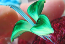 Load image into Gallery viewer, 1960s Strathearn Paperweight Lampwork Blue Flower and Faceted Panels Original Box Scottish Glass
