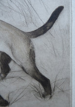 Load image into Gallery viewer, Vernon Stokes Etching Two Siamese Cats Watching a Cricket
