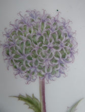 Load image into Gallery viewer, ROYAL COPENHAGEN Flora Danica Echinops Sphaerocephalus
