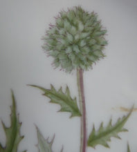 Load image into Gallery viewer, ROYAL COPENHAGEN Flora Danica Echinops Sphaerocephalus
