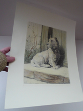 Load image into Gallery viewer, Herbert Thomas Dicksee Etching of West Highland Terrier Westie 1920s
