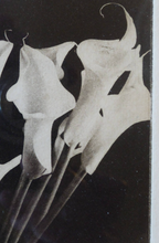 Load image into Gallery viewer, Norman McBeath Signed Photogravure Artists Proof Lilies
