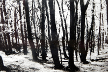 Load image into Gallery viewer, Norman McBeath Artist&#39;s Proof Photogravure. Trees in a Wood Signed
