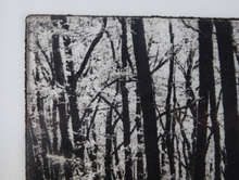 Load image into Gallery viewer, Norman McBeath Artist&#39;s Proof Photogravure. Trees in a Wood Signed
