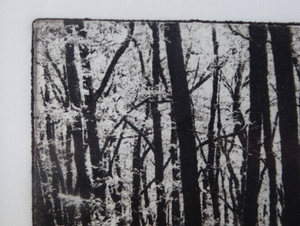 Norman McBeath Artist's Proof Photogravure. Trees in a Wood Signed