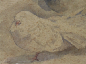 Scottish Art for Sale. Edwin Alexander Watercolour Painting of a White Dove