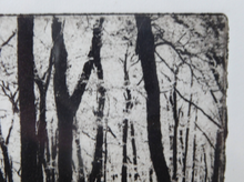 Load image into Gallery viewer, Norman McBeath Artist&#39;s Proof Photogravure. Trees in a Wood Signed
