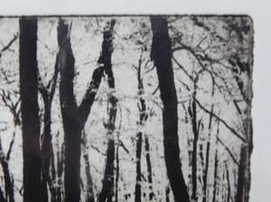 Norman McBeath Artist's Proof Photogravure. Trees in a Wood Signed