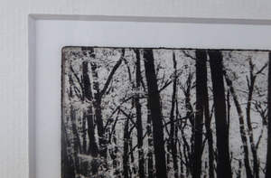 Norman McBeath Artist's Proof Photogravure. Trees in a Wood Signed