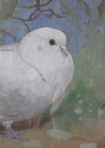 Scottish Art for Sale. Edwin Alexander Watercolour White Dove