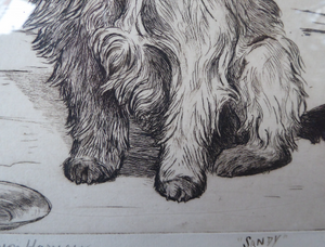 Marion Harvey Etching of a Cairn Terrier called Sandy