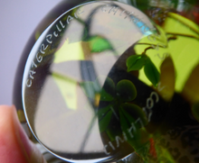 Load image into Gallery viewer, SCOTTISH Large 1993 Limited Edition Caithness CATERPILLAR Paperweight by William Manson. Signed to the base
