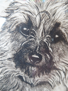 Marion Harvey Etching of a Cairn Terrier called Sandy