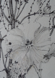 Scottish Art for Sale. Jane Hyslop Drawing of Wildflowers and Plants