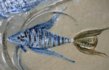 Load image into Gallery viewer, STUDIO POTTERY: Stunning Large Charger with Fish Design by Reginald A. Lewis (1899 - 1990)
