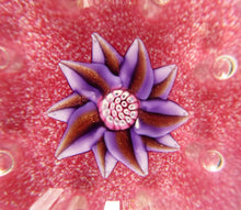 Load image into Gallery viewer, Exquisite Paul Ysart HARLAND PAPERWEIGHT; with Pink Ground,  Glitter Flowerpiece and Controlled Air Bubbles. Signed with H Cane

