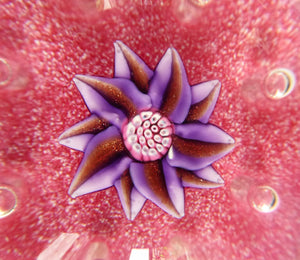 Exquisite Paul Ysart HARLAND PAPERWEIGHT; with Pink Ground,  Glitter Flowerpiece and Controlled Air Bubbles. Signed with H Cane