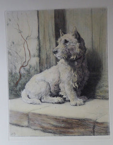 Herbert Thomas Dicksee Etching of West Highland Terrier Westie 1920s