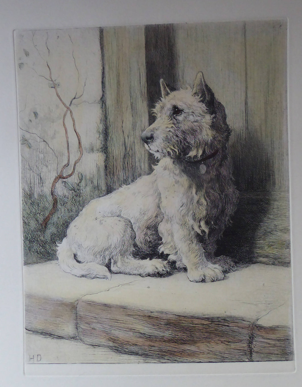 Herbert Thomas Dicksee Etching of West Highland Terrier Westie 1920s