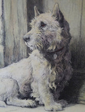 Load image into Gallery viewer, Herbert Thomas Dicksee Etching of West Highland Terrier Westie 1920s
