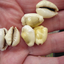 Load image into Gallery viewer, EDWARDIAN GAMES COUNTERS. Rare Art Nouveau Box with Original Shell Games Counters
