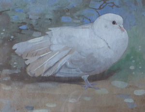Scottish Art for Sale. Edwin Alexander Watercolour White Dove