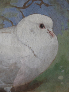 Scottish Art for Sale. Edwin Alexander Watercolour White Dove