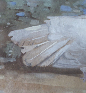 Scottish Art for Sale. Edwin Alexander Watercolour White Dove
