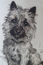 Load image into Gallery viewer, Marion Harvey Etching of a Cairn Terrier called Sandy
