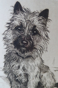 Marion Harvey Etching of a Cairn Terrier called Sandy