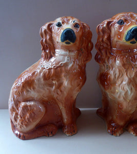 Fabulous PAIR of EXTRA LARGE Russet Coloured Staffordshire Dogs. Interesting Scottish Provenance