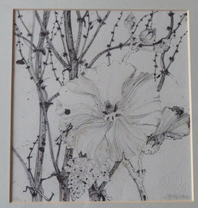 Scottish Art for Sale. Jane Hyslop Drawing of Wildflowers and Plants