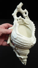 Load image into Gallery viewer, Antique ROYAL WORCESTER Blanc de Chine Porcelain Shell Wall Pocket; 1880s

