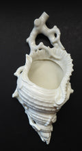 Load image into Gallery viewer, Antique ROYAL WORCESTER Blanc de Chine Porcelain Shell Wall Pocket; 1880s
